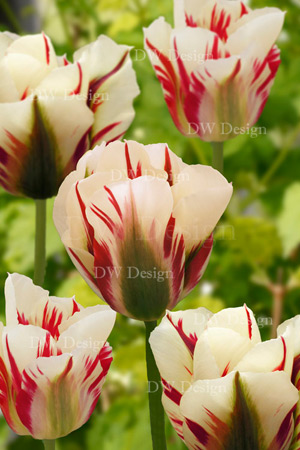 tulip flaming springgreen
